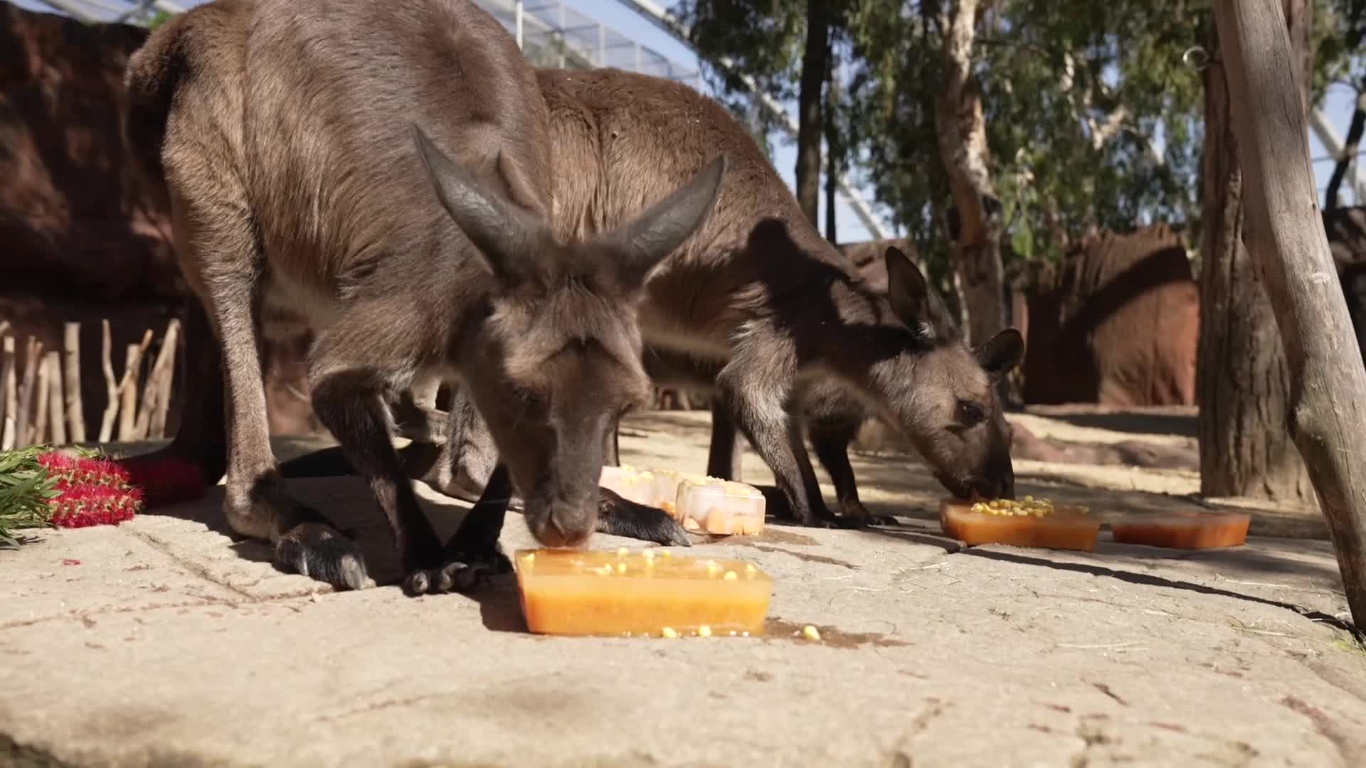 Sydney Zoo Animals Cooling Off With Showers, Treats