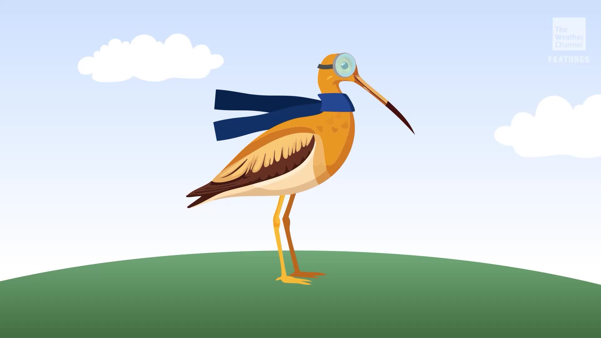 Tagged Whimbrel Rides A Hurricane, Migrates In Record Time