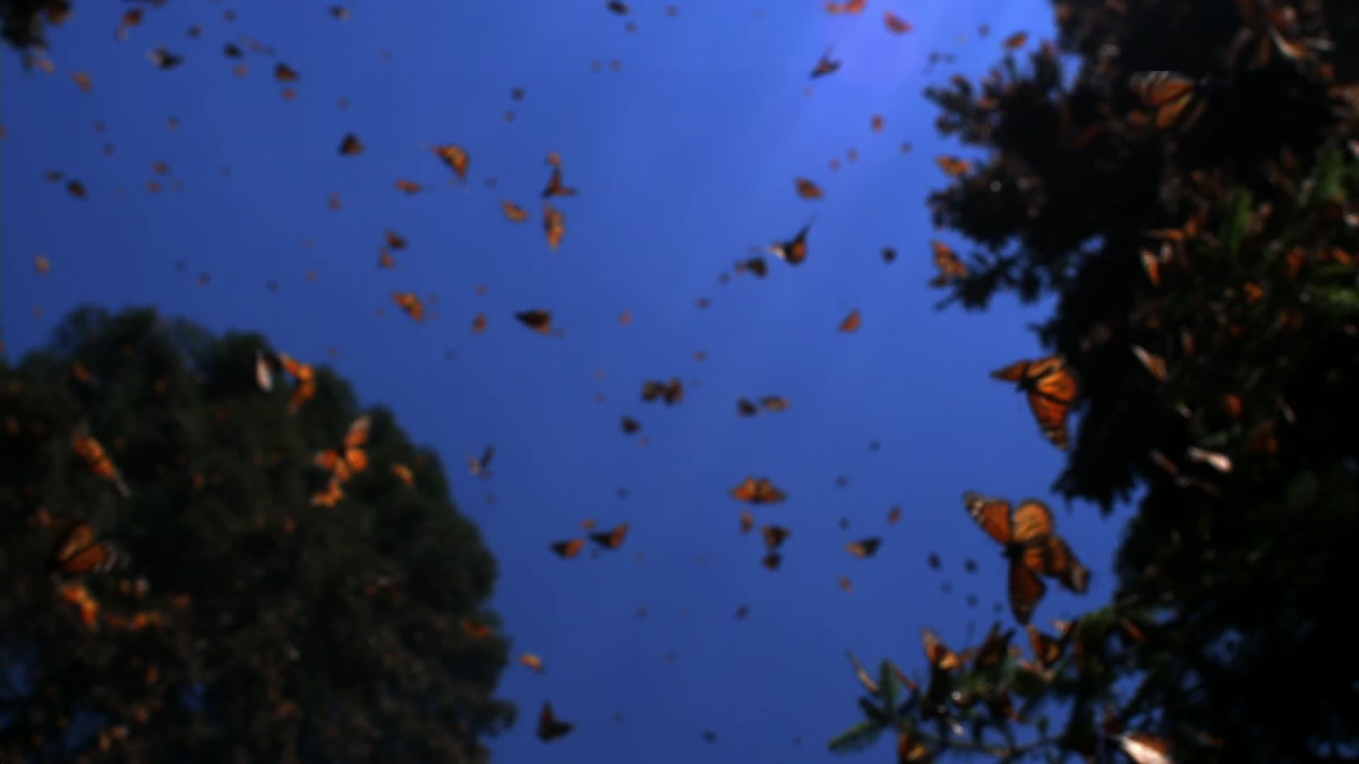 Tagging Monarch Butterflies To Track Migration