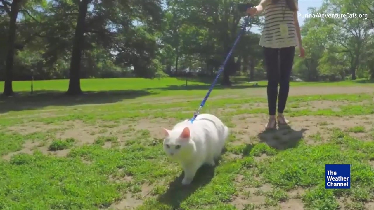 Take Your Cat On An Adventure!