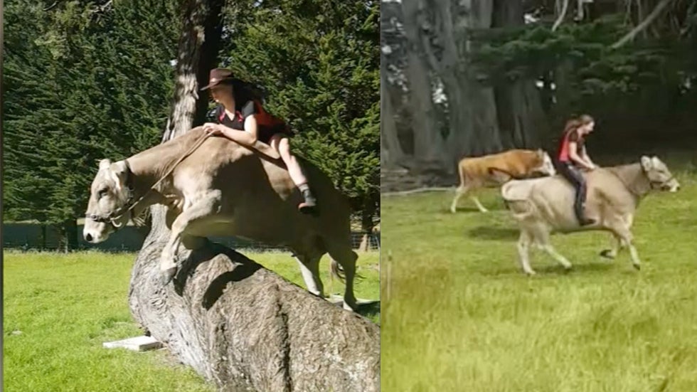 Teen Teaches Her Cow To Jump Like A Show Horse