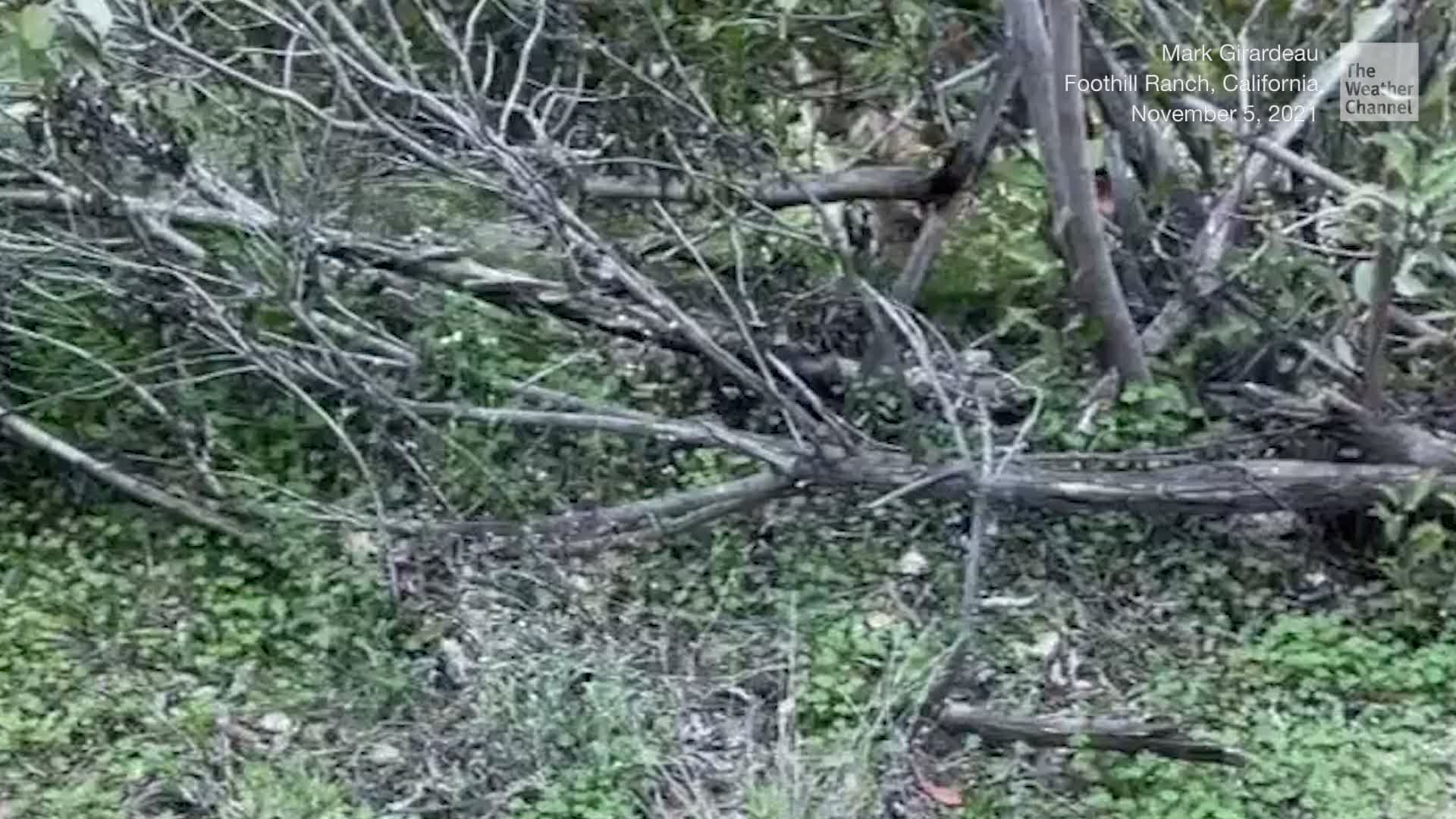 Terrifying 2 Minutes Facing Mountain Lion