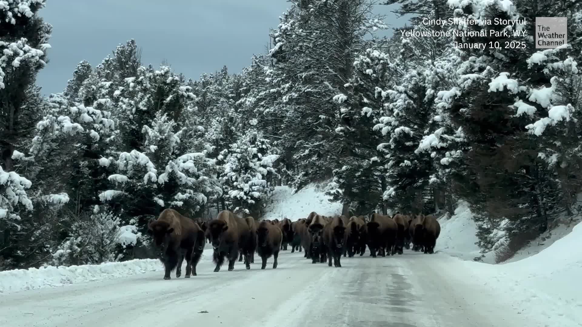 Terrifying Moment Bison Surround A Car In Yellowstone