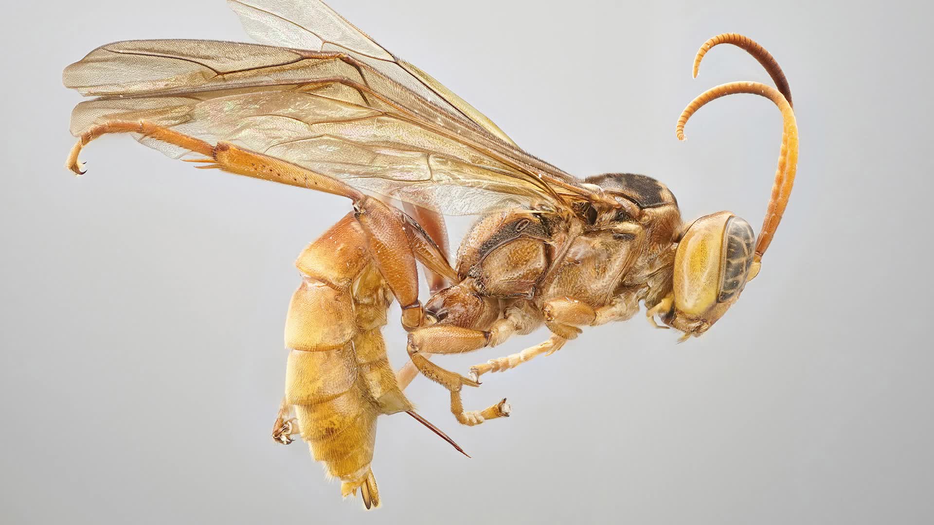 Terrifying &lsquo;Vampire&rsquo; Wasp Discovered In Peruvian Amazon