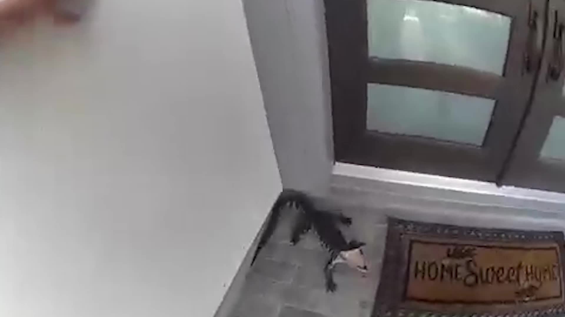 Texas Officer Grabs Angry Alligator With His Bare Hands