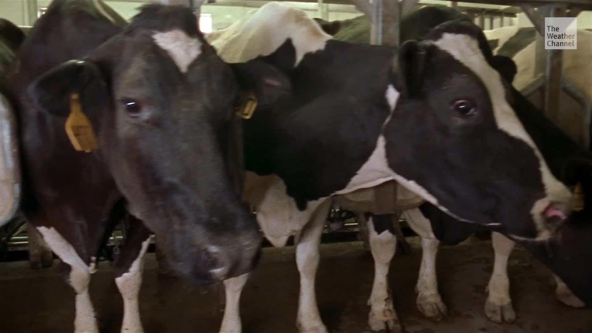 Texas Patient Contracted Bird Flu From Infected Cows