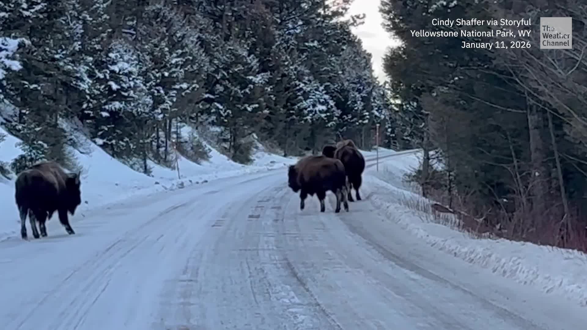&lsquo;The Best Day&rsquo;: Driver Gets Stuck Behind Yellowstone Bison