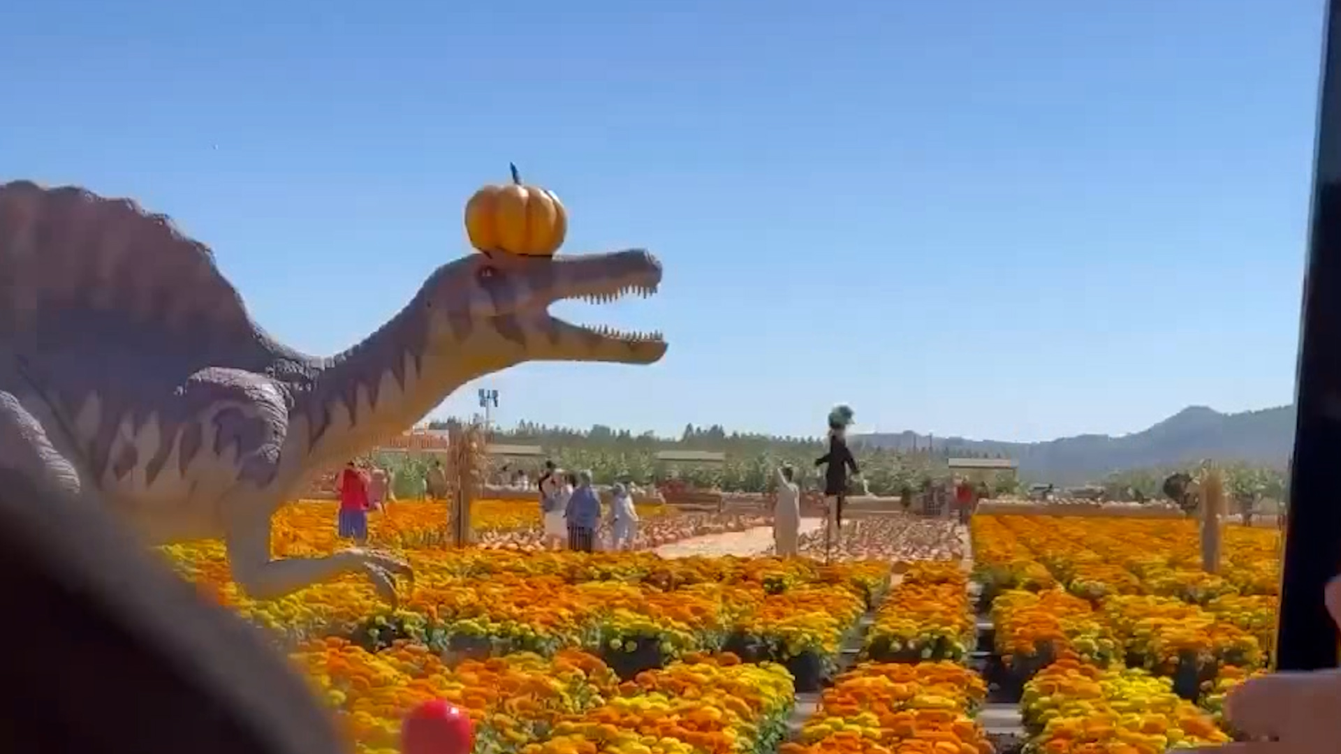 The Coolest Pumpkin Patch Of The Year Is In California