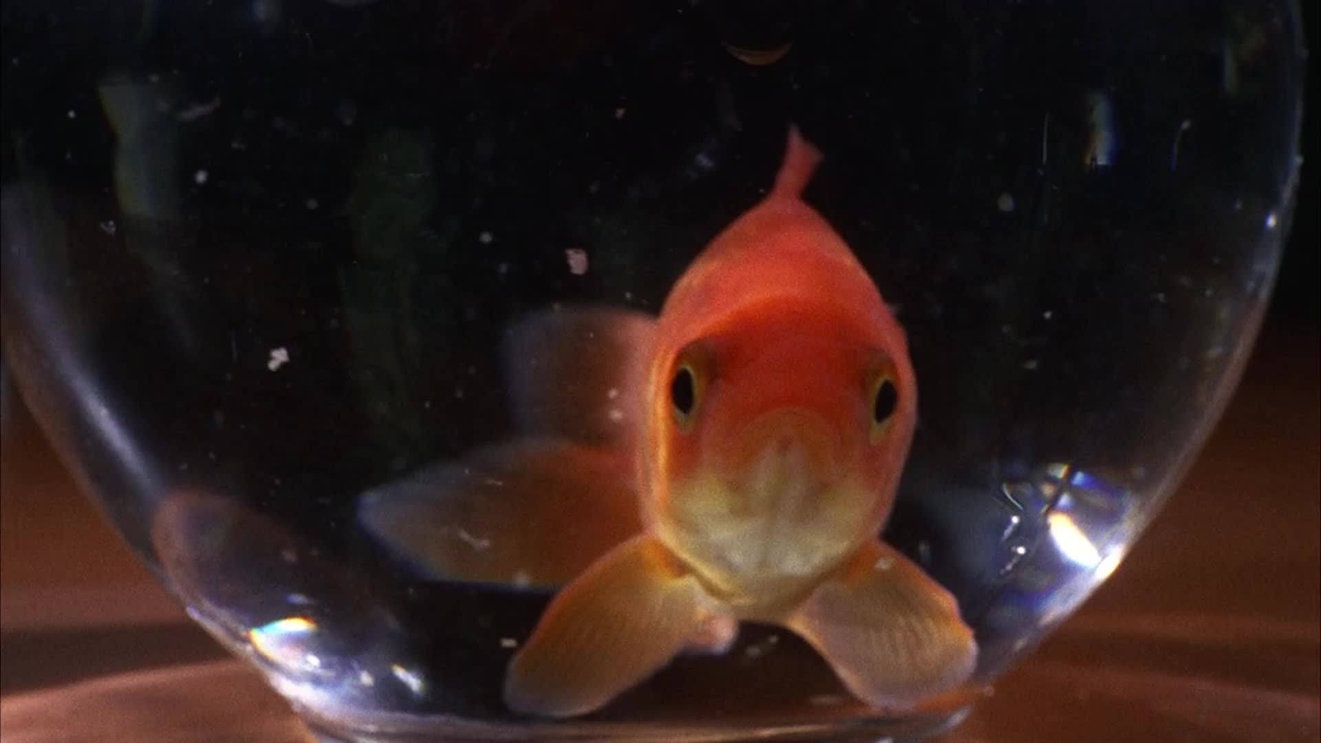 The Danger of Releasing Your Pet Goldfish Into the Wild