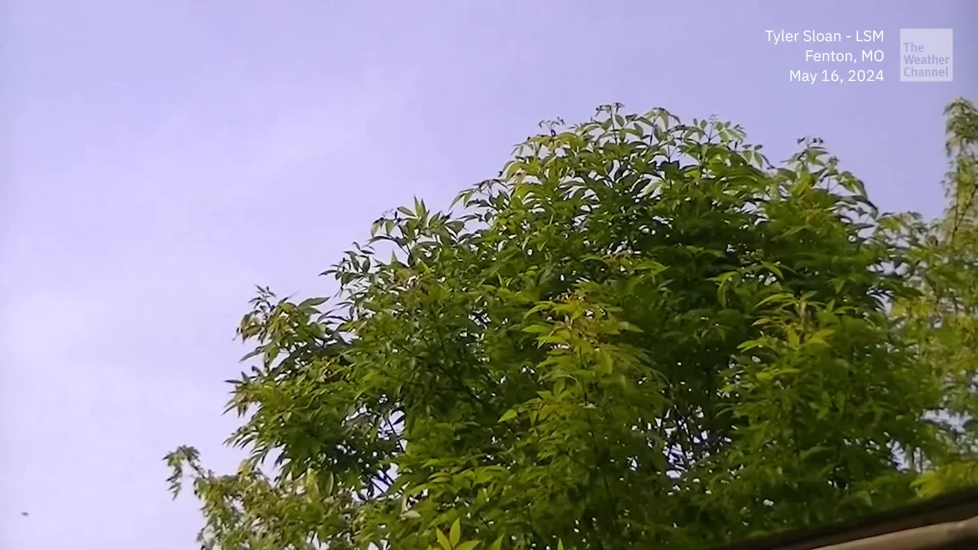 The Dual Cicada Emergence Is Ramping Up