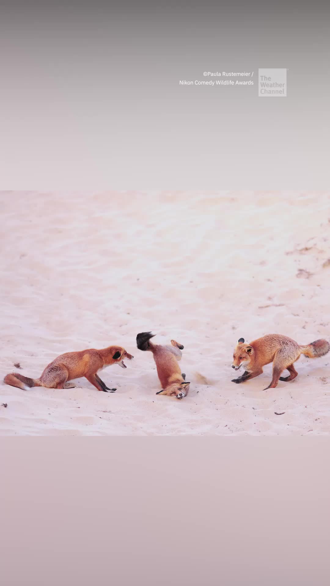 The Funniest Wildlife Photos Of 2025 Are Revealed