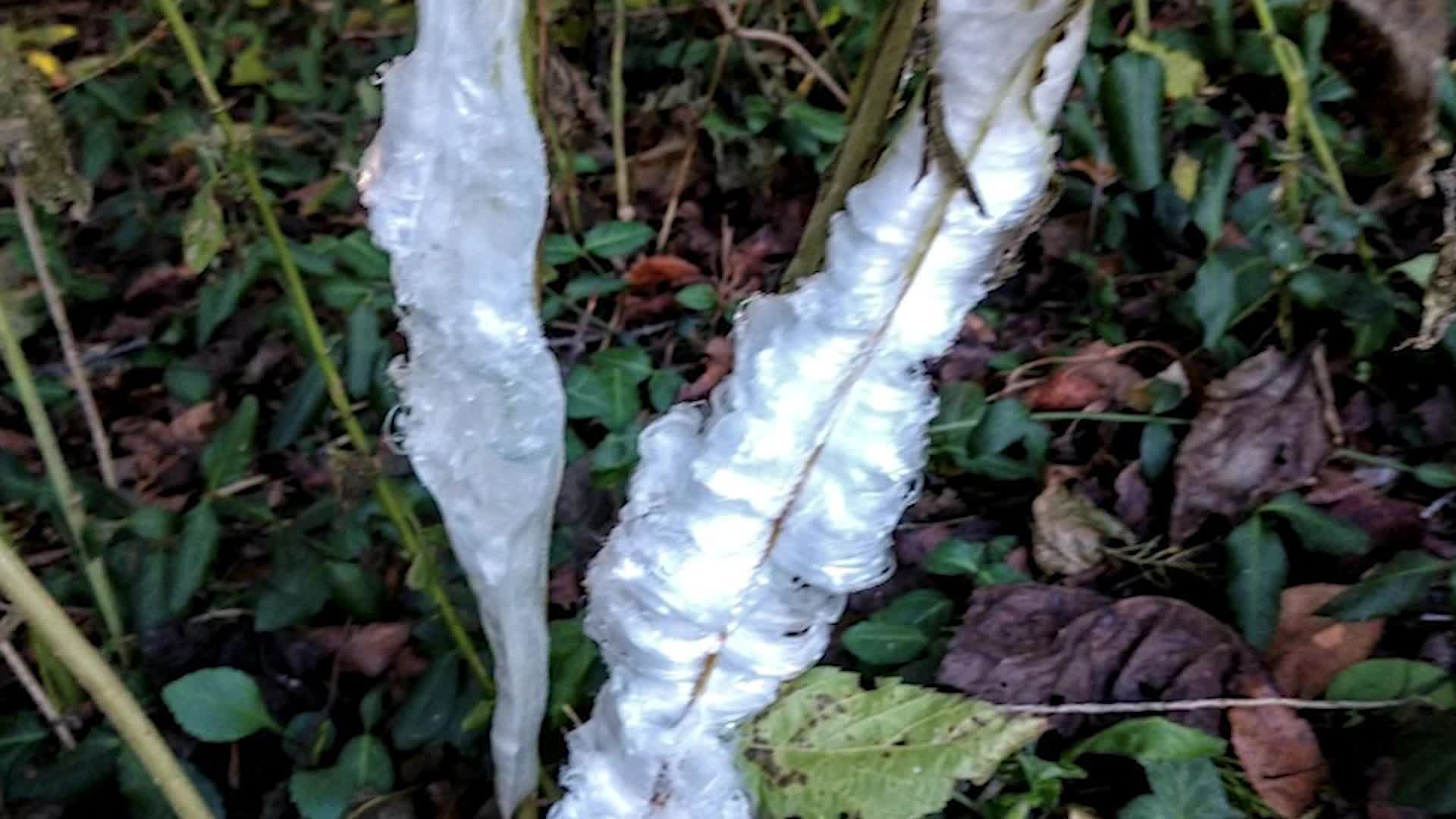 The Mystery Behind Frost Flowers