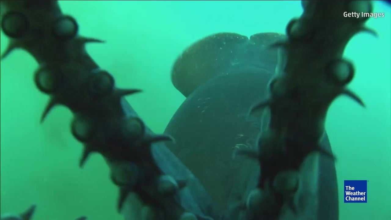 The Octopus Population is Booming