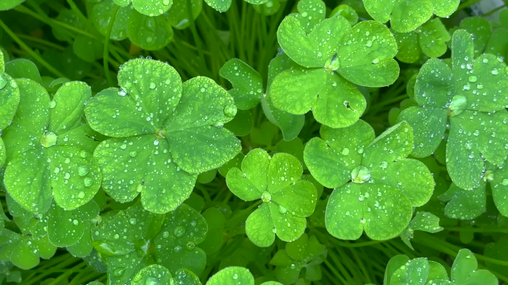 The Skin Secret Within St. Patrick's Clovers