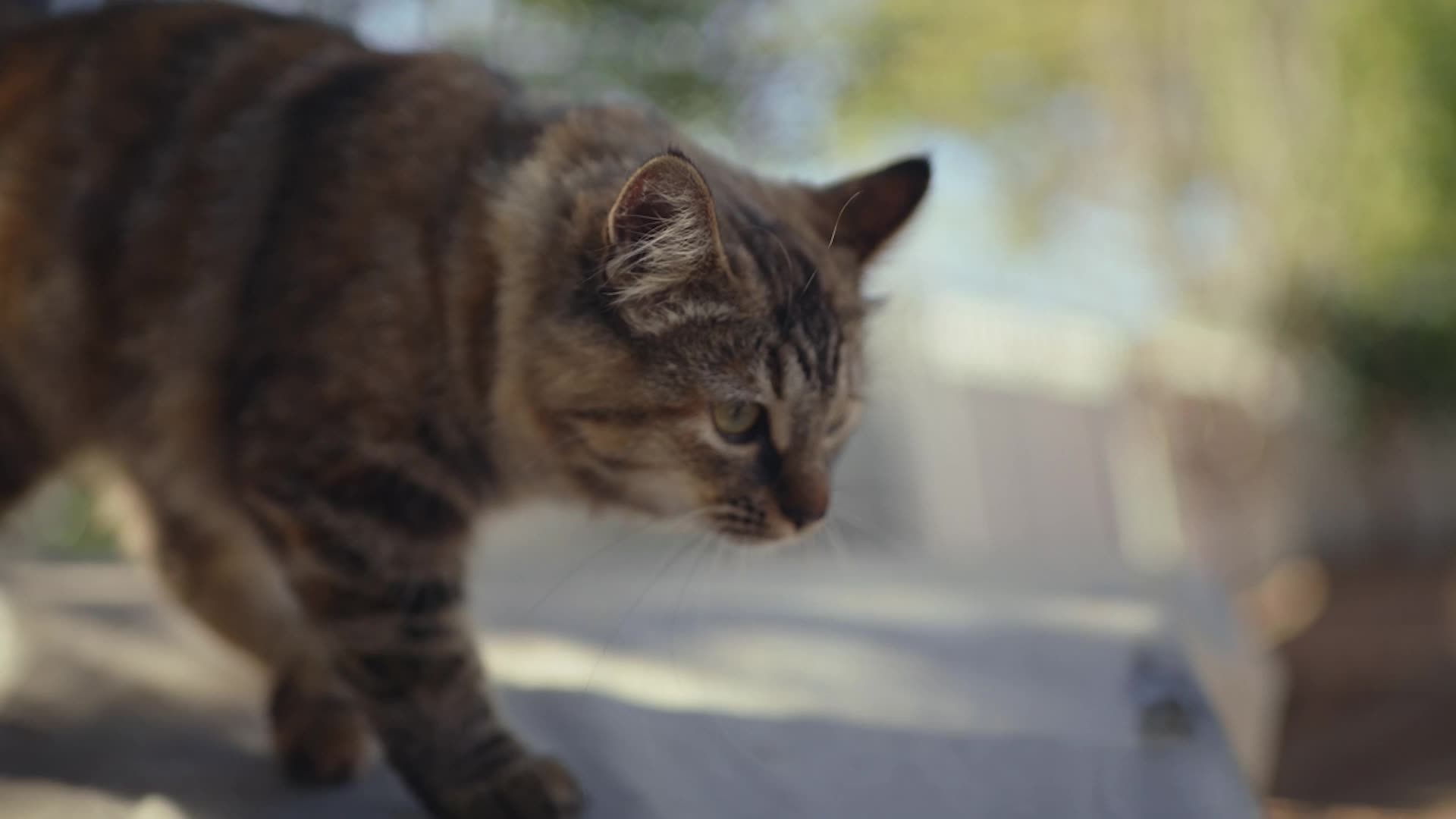 The Tick-Borne Illness That Could Be Deadly For Cats