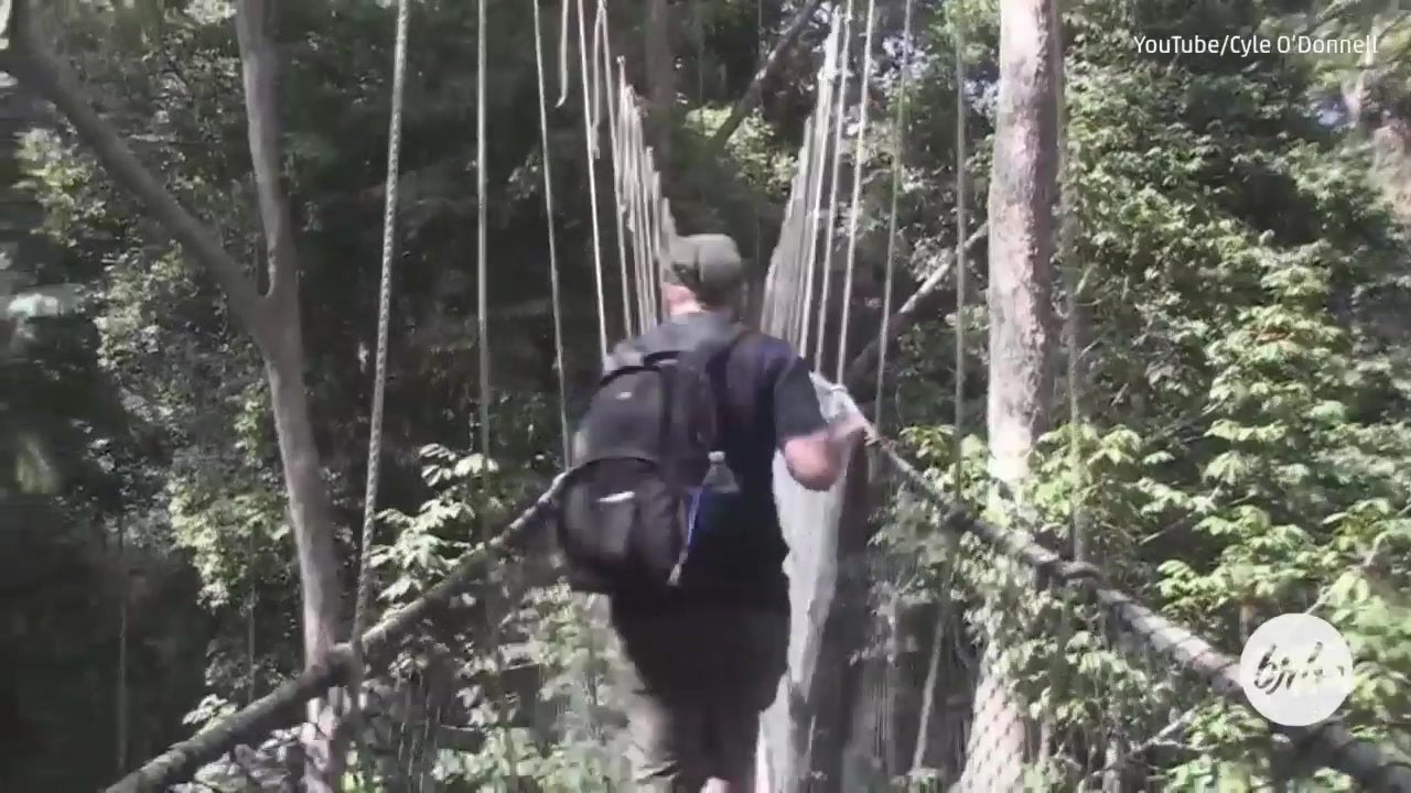 The World’s Largest And Tallest Canopy Walk