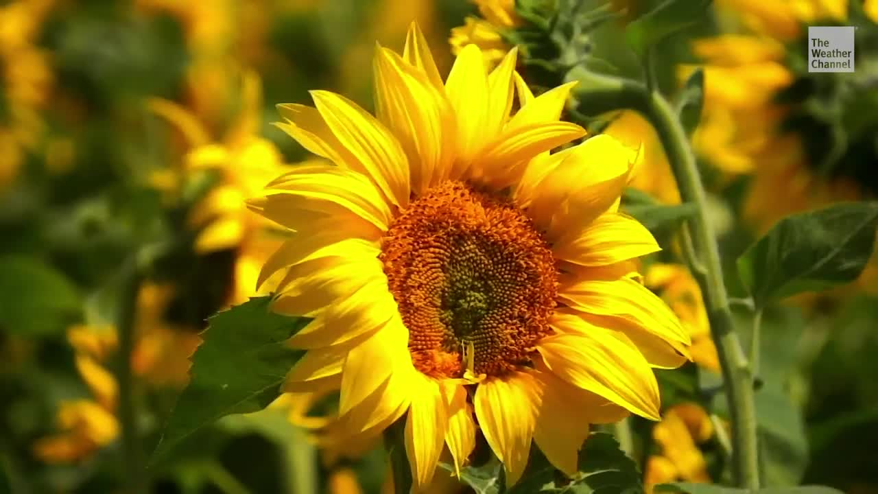 The Worst Plants For Allergies