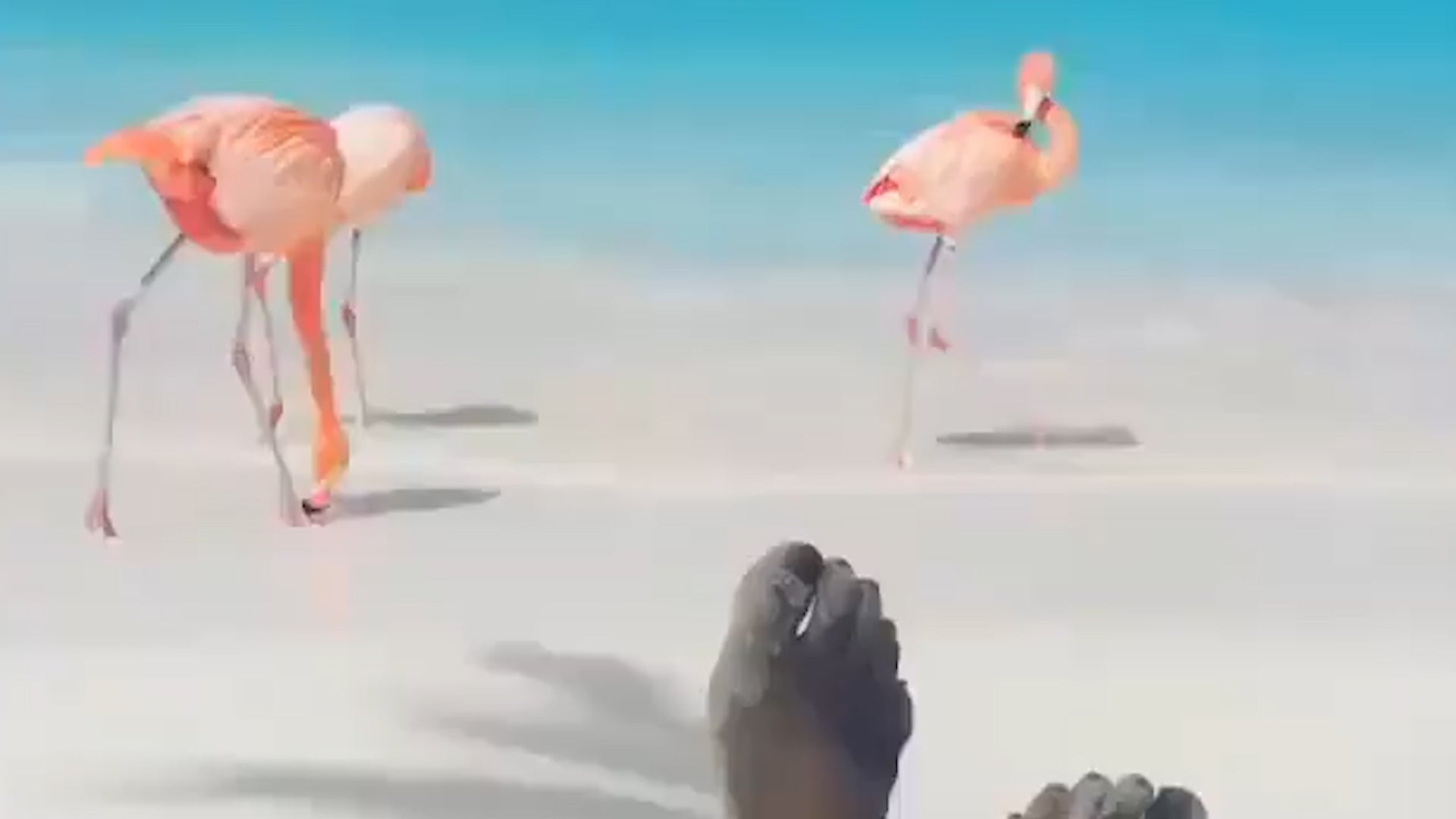 There Are Flamingos On This Aruba Beach