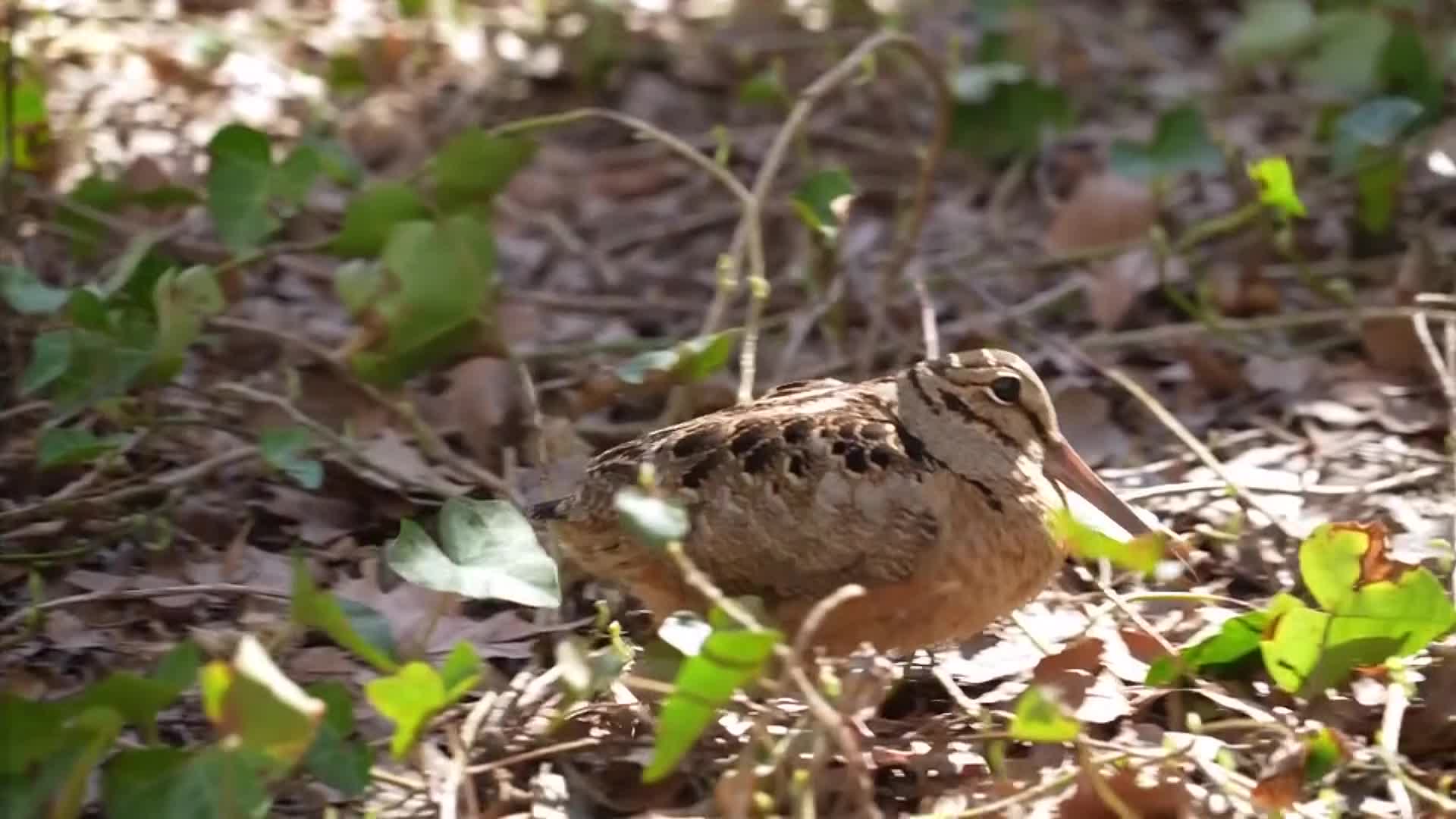 These Dancing Birds Are NYC&rsquo;s Cutest Spring Visitors