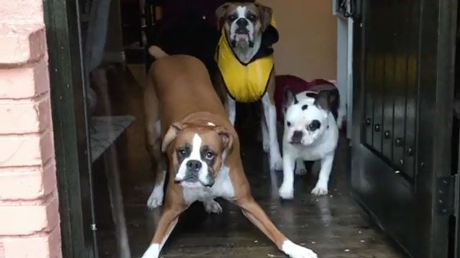 These Dogs Really Don't Want to Go Out