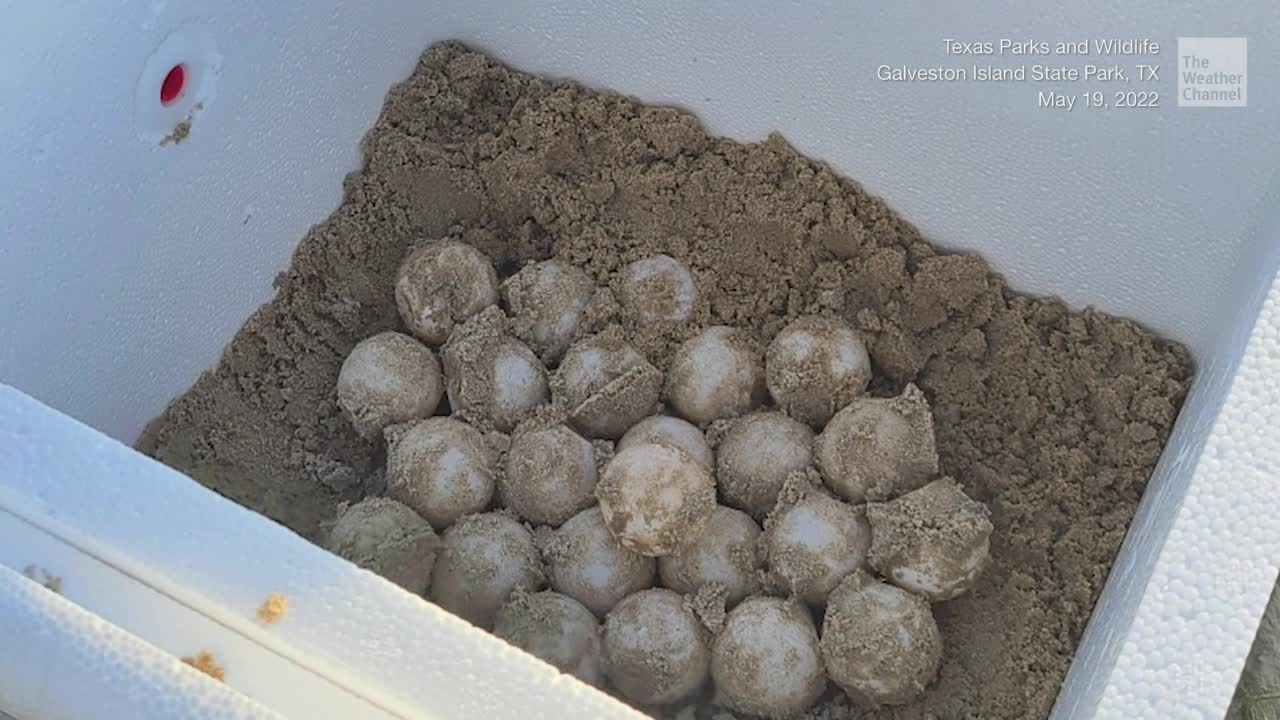 These Eggs Could Be Lifeline to Endangered Species