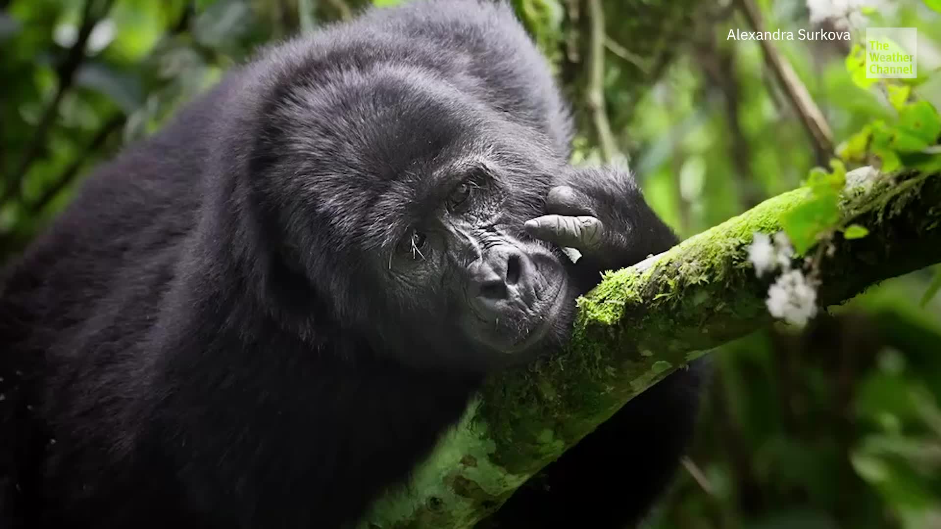 These Finalists Capture Nature&rsquo;s Goofiest Moments