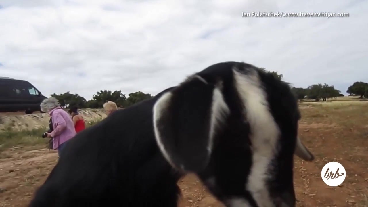 These Moroccan Goats Climb Trees For Snacks