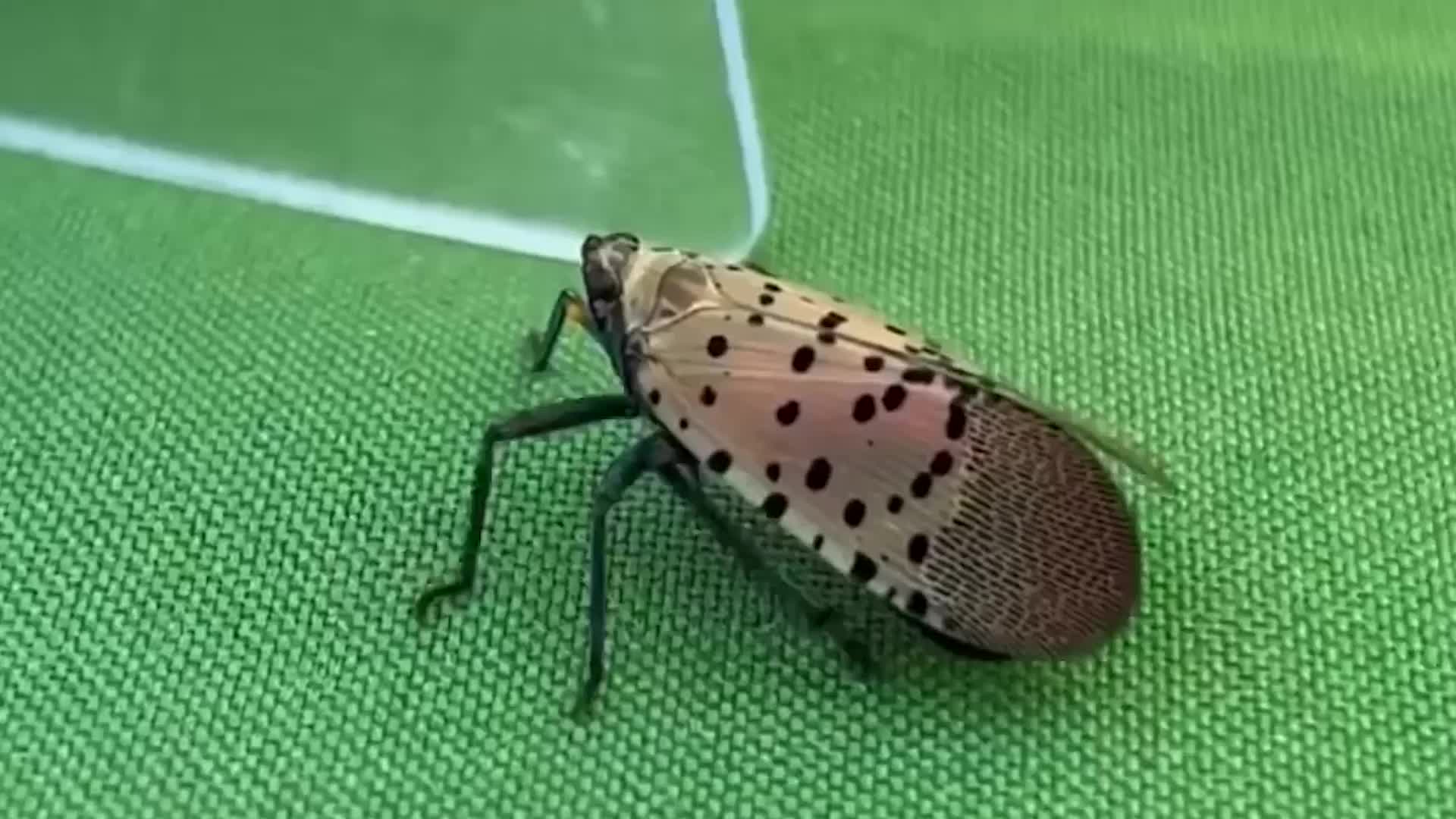 These Summer Pests Have A Taste For Pinot
