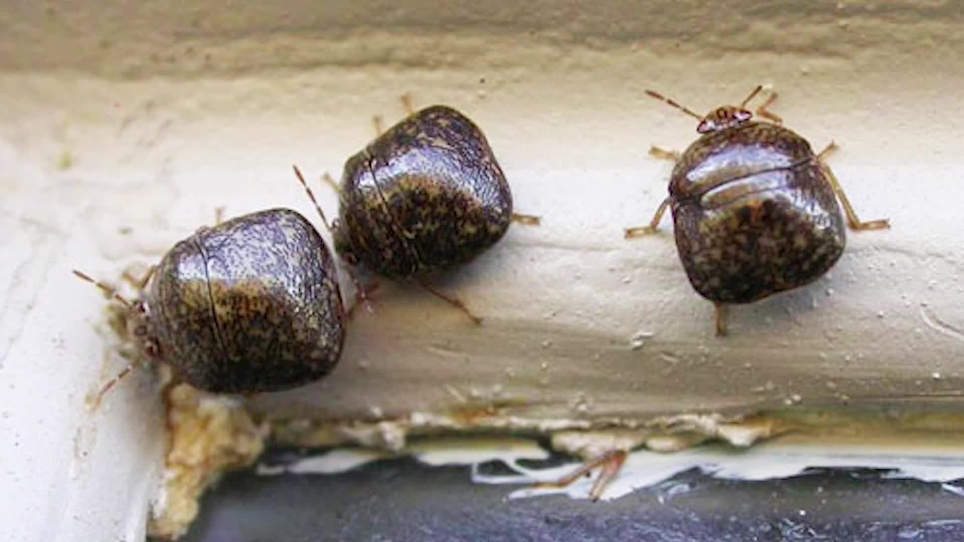 They&rsquo;re Back! Invasive Bugs Annoying Southeast Once Again