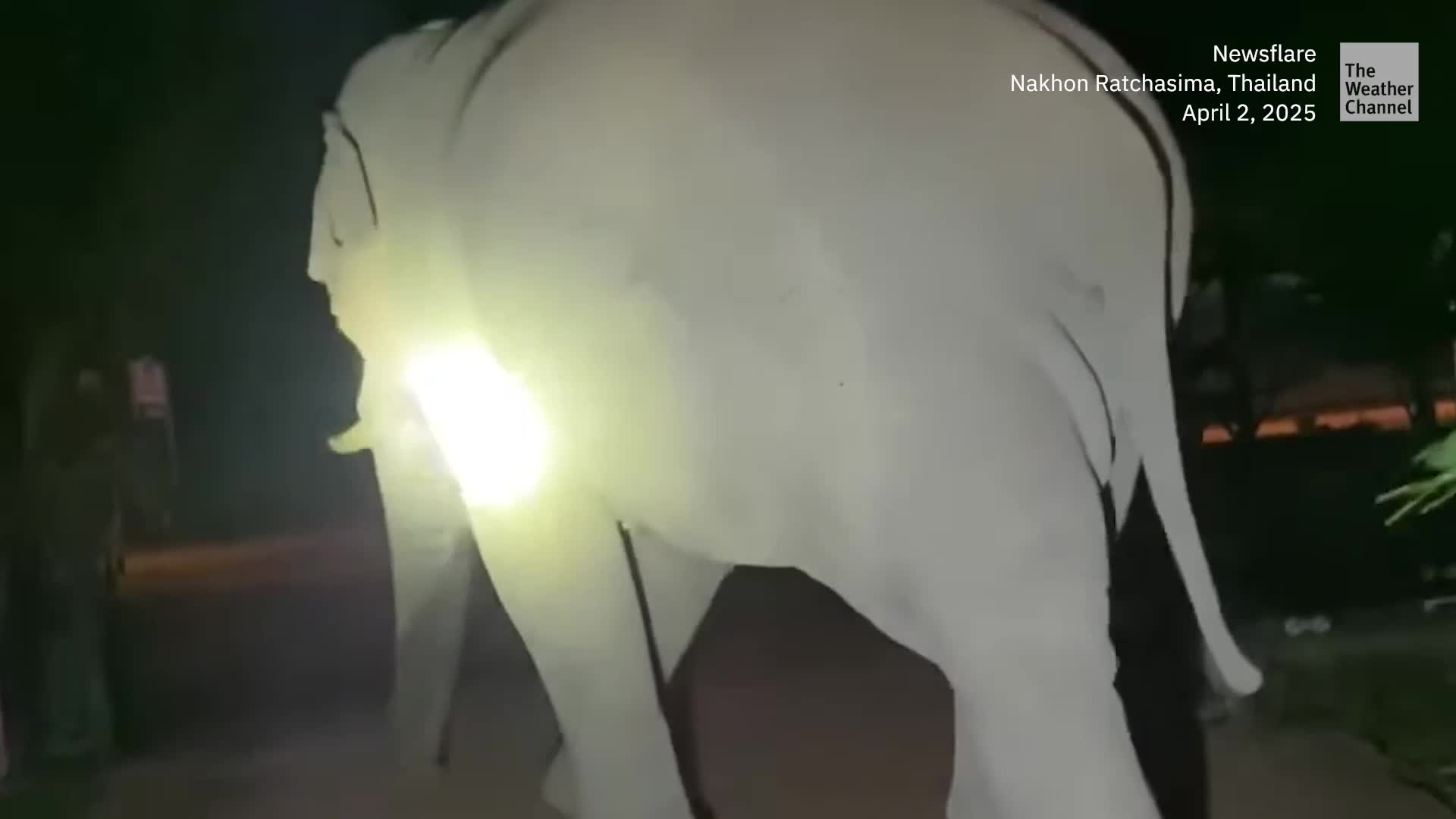 Thirsty Elephant Raids Buddhist Temple For Late-Night Drink