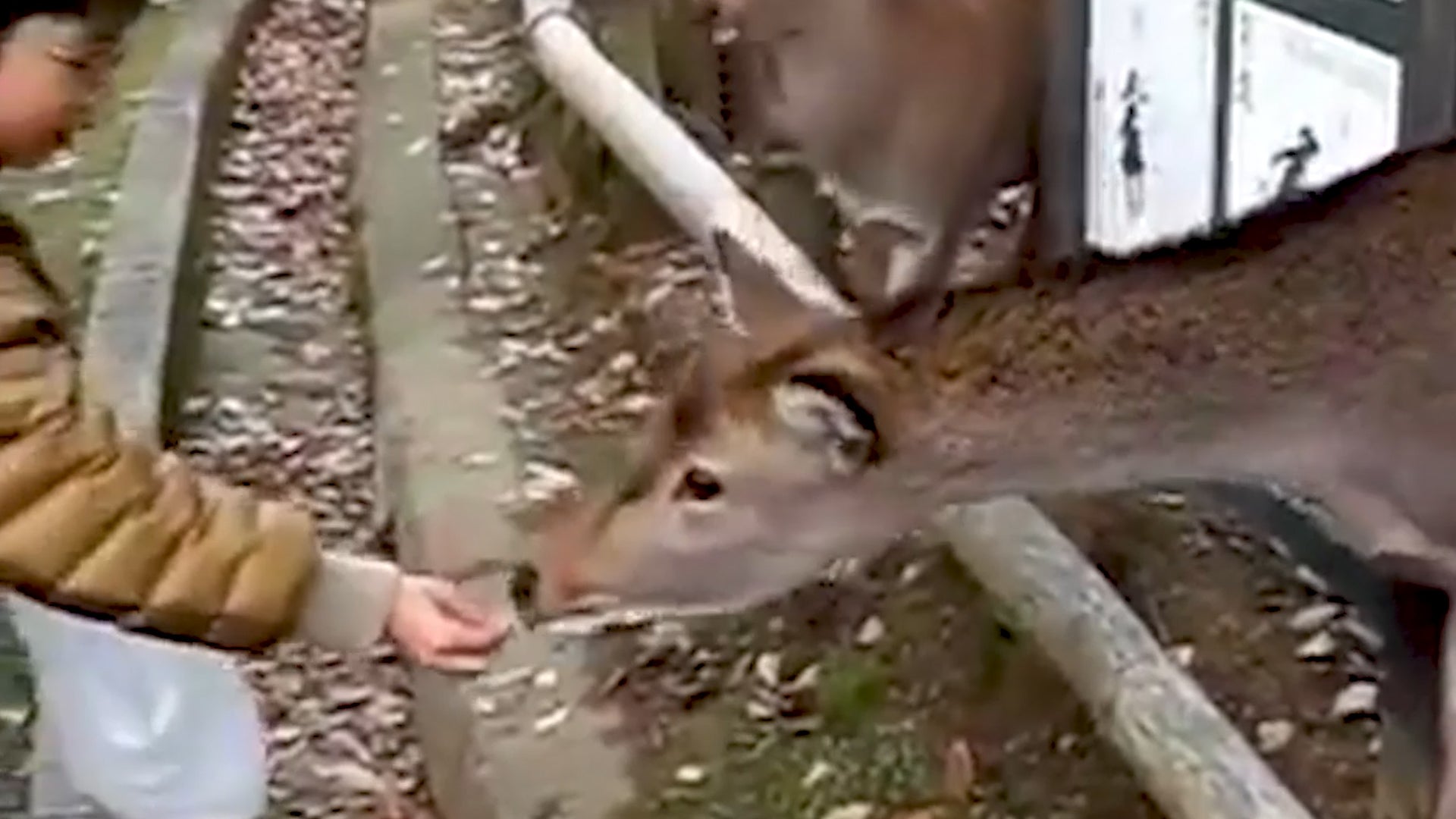 This Abandoned Park In Japan Is Filled With Deer