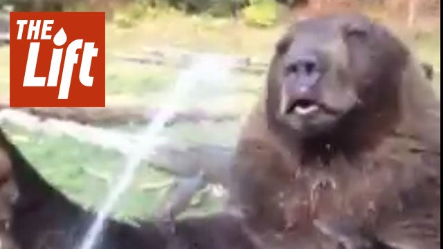 This Bear Loves To Play in Water
