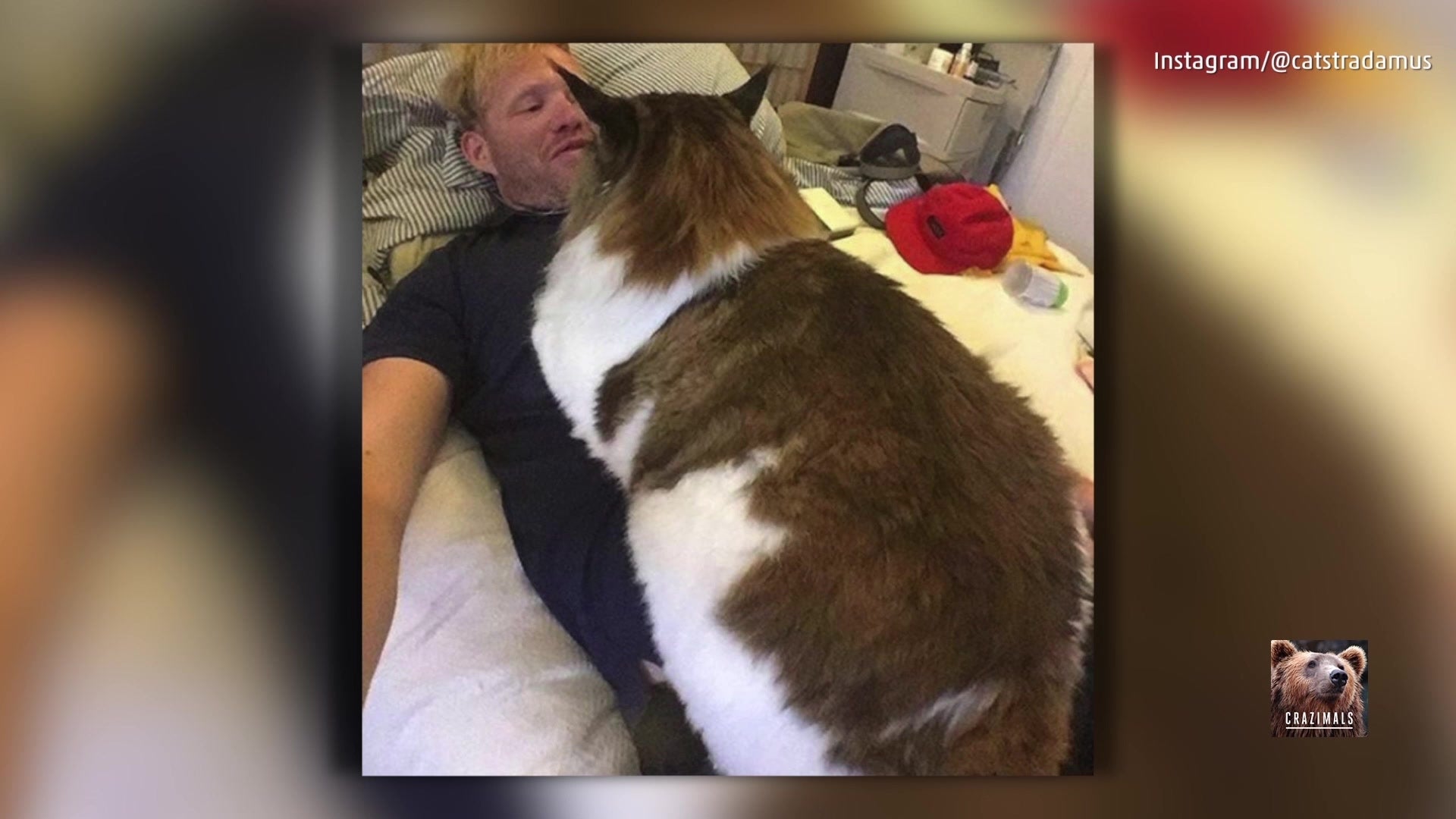 This Cat Can Throw His Weight Around!