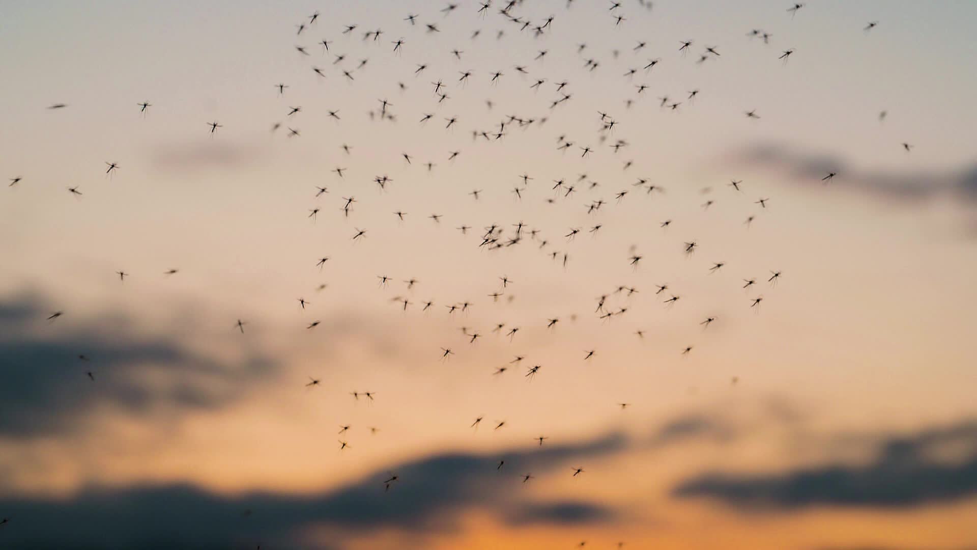 This Could Make You More Attractive To Mosquitoes