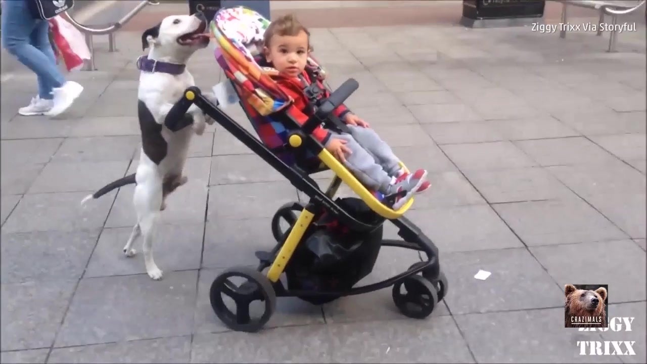 This Dog Is the World’s Cutest Nanny