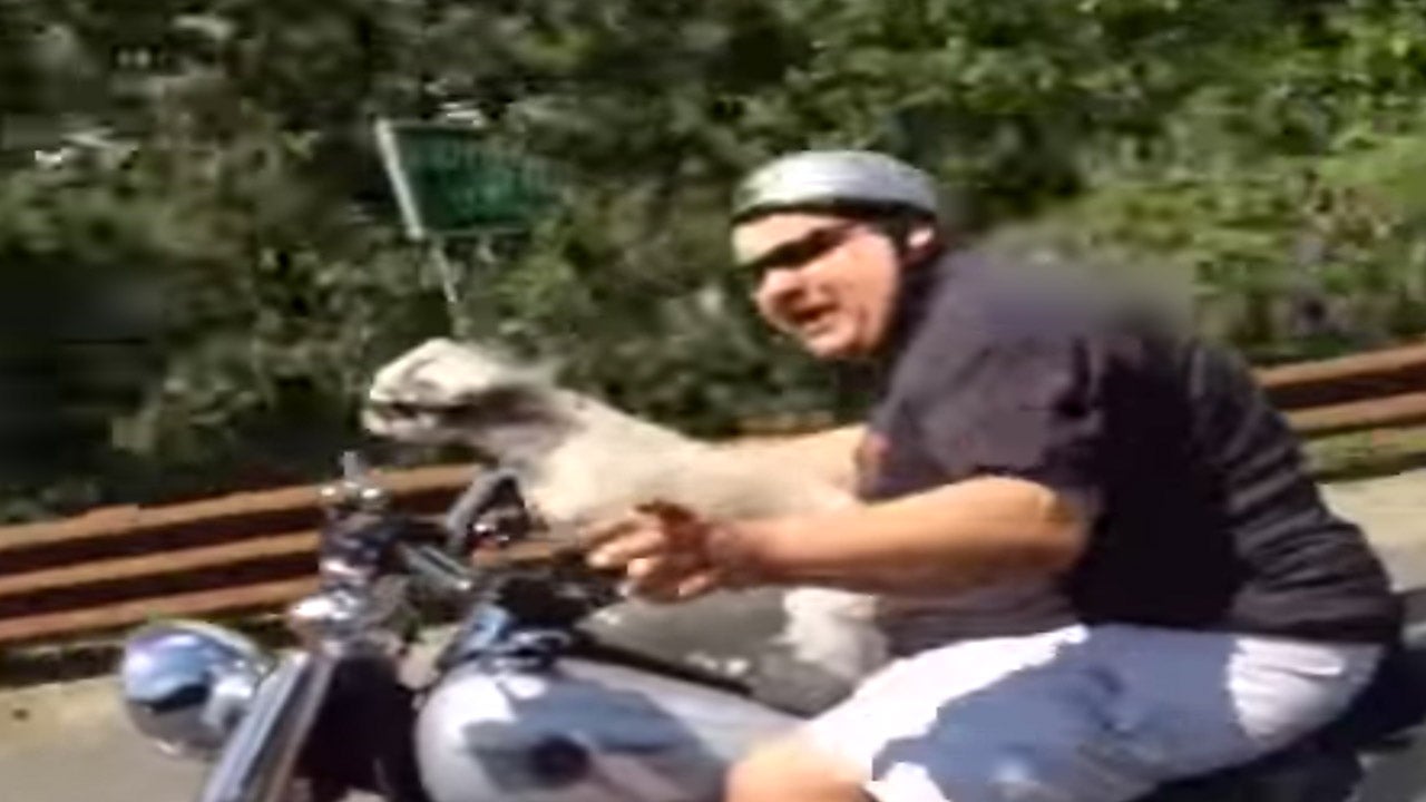 This Dog Loves to Ride Motorcycle