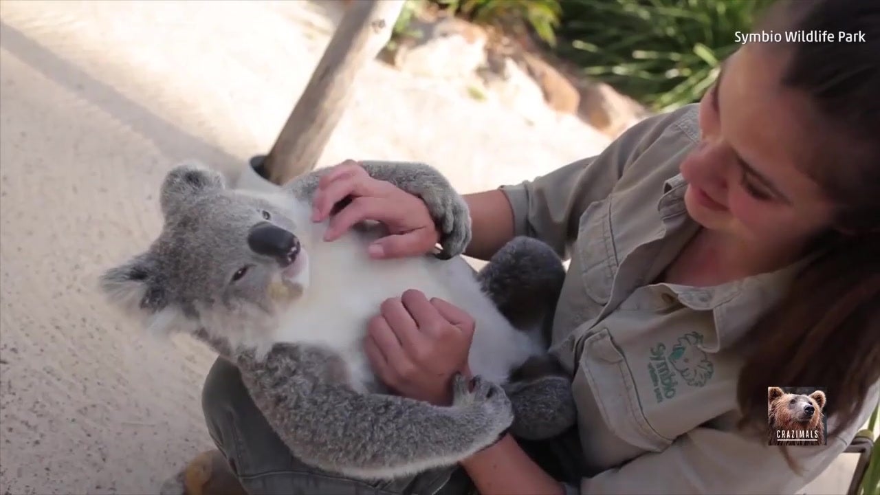 This is One Adorable Koala