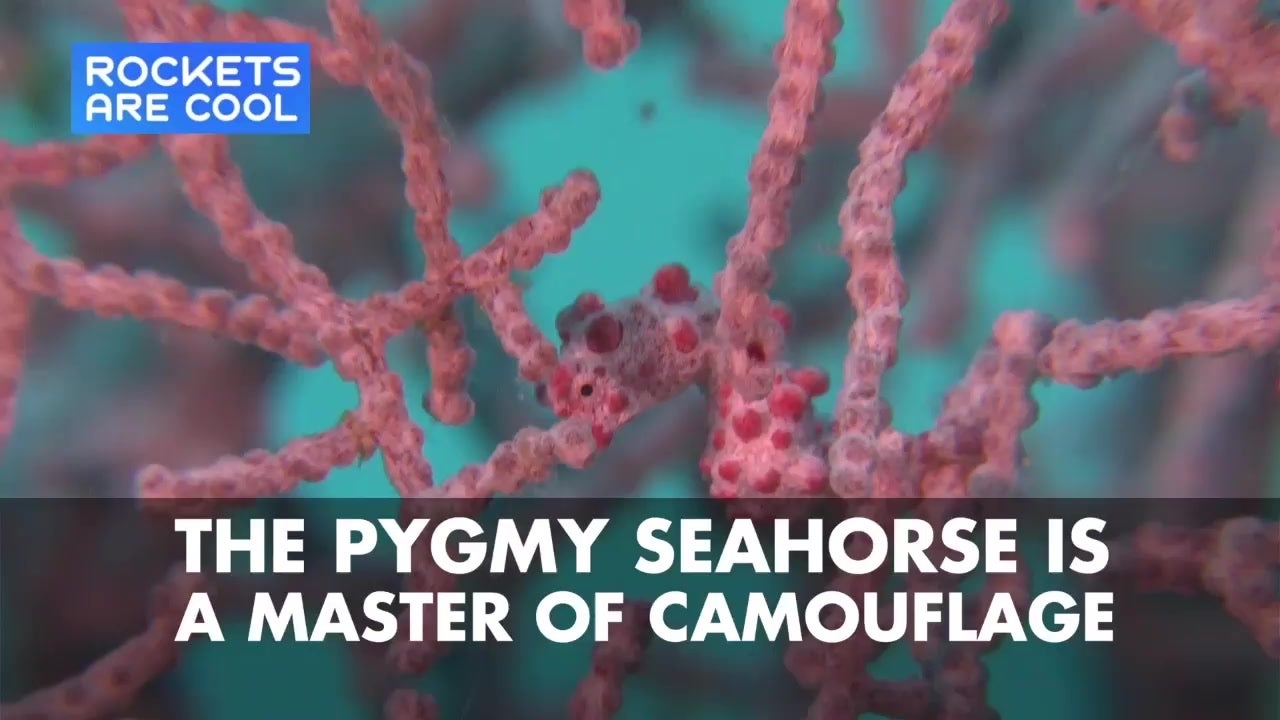 This Little Seahorse Is A Master Of Camouflage