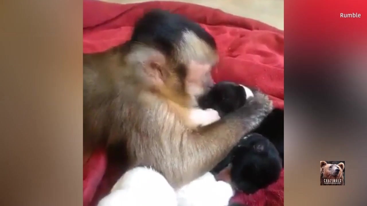 This Monkey Loves His New Puppies
