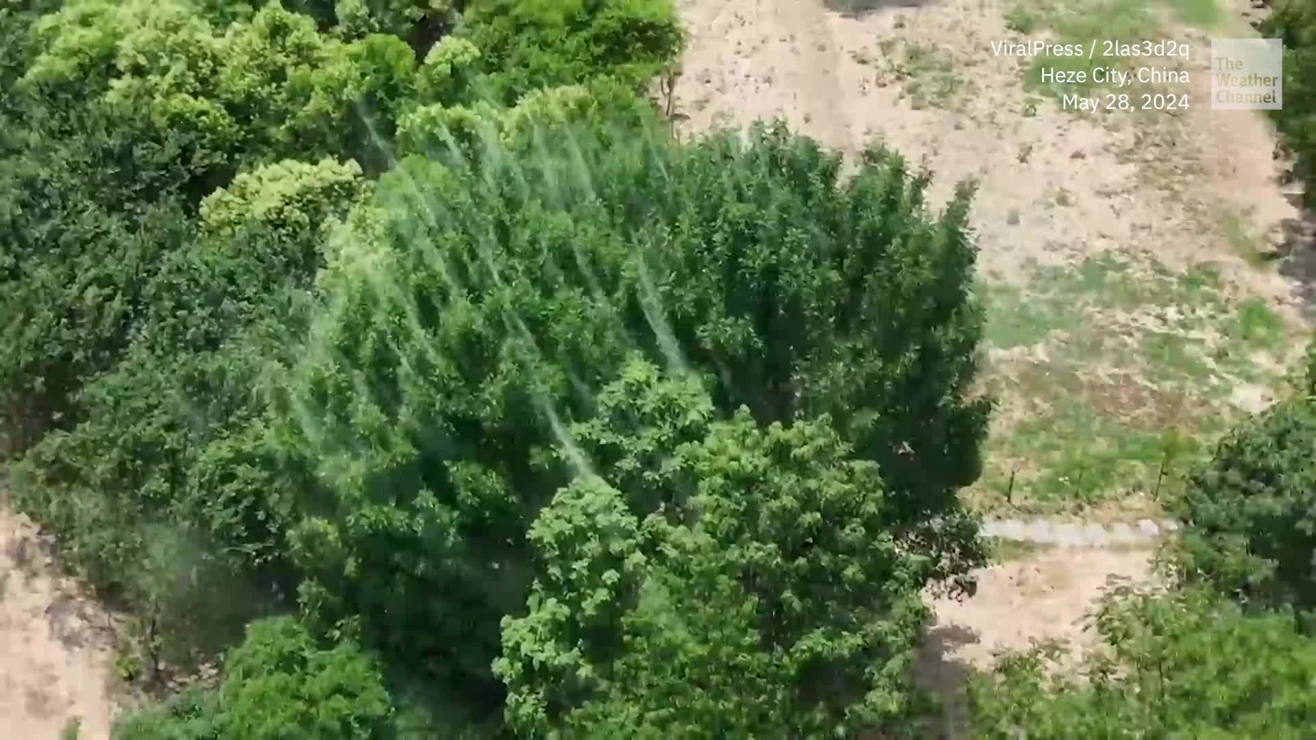 This Swarming Spectacle Is Not What It Seems