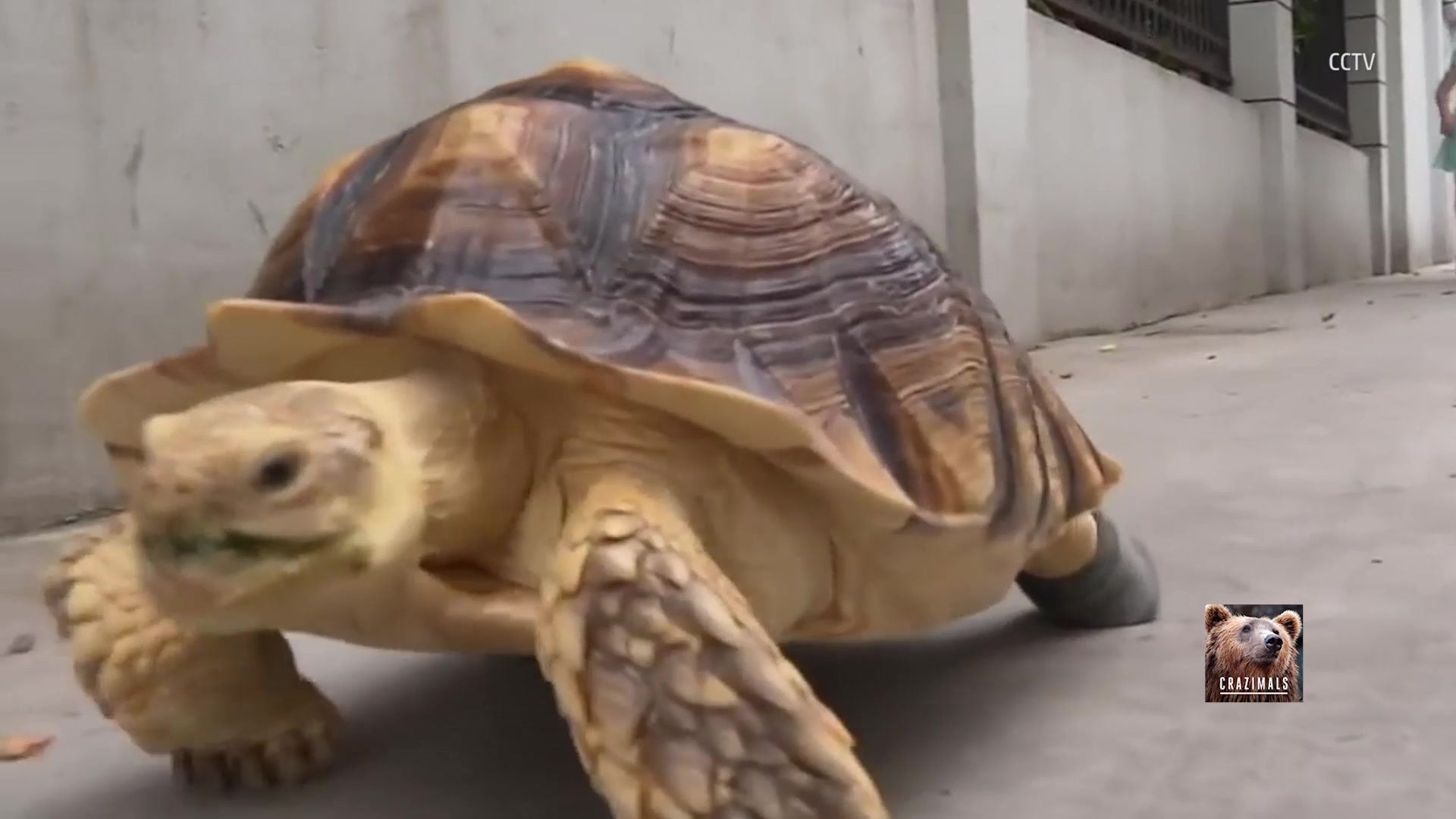 This Tortoise Makes Boring Socks Look Cool