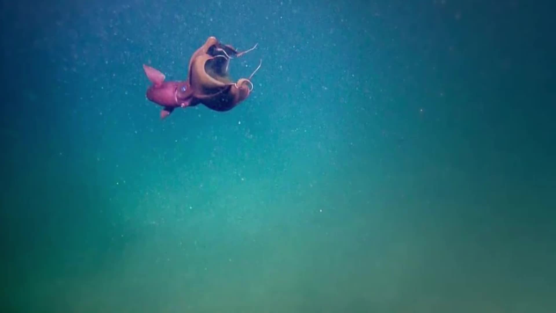 This Vampire Is Real - And It Lives In The Ocean