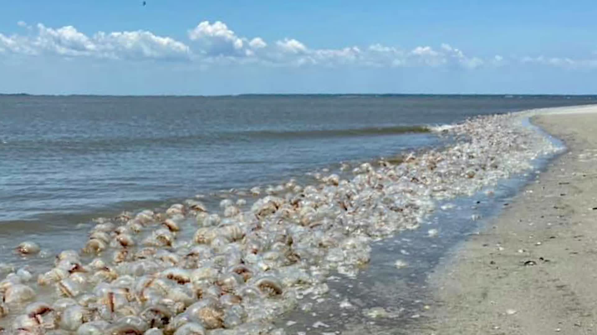 Thousands of Jellyfish Wash Up in Georgia