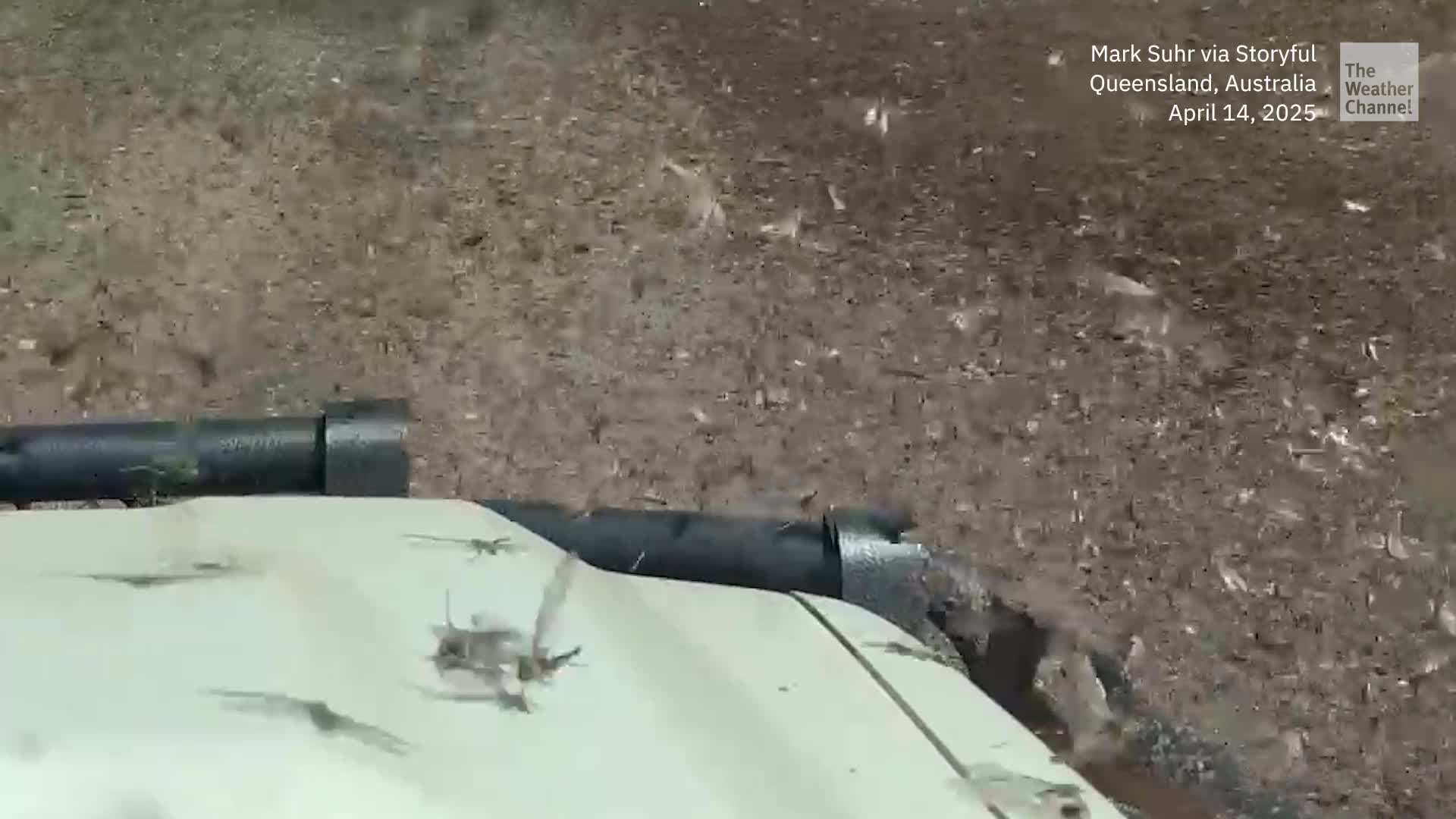 Thousands Of Locusts Swarm Australia Road; Is A Plague Next?