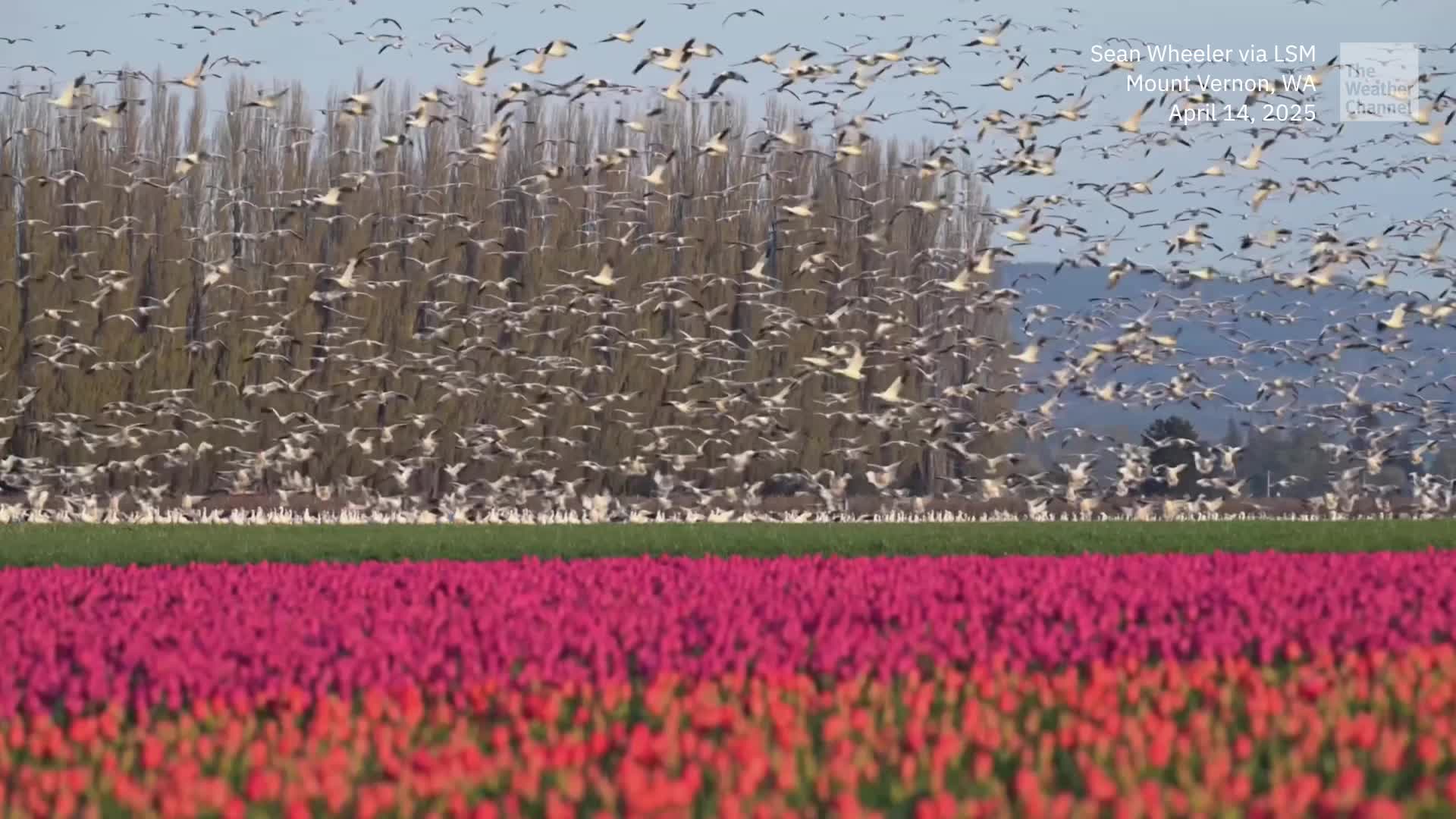 Thousands Of Snow Geese Stop At Skagit Valley Tulip Festival