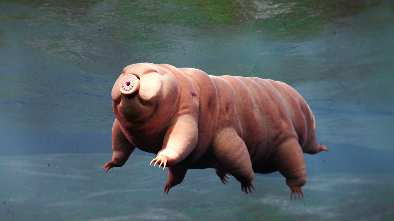 Thousands of Spilled 'Water Bears' Found on the Moon