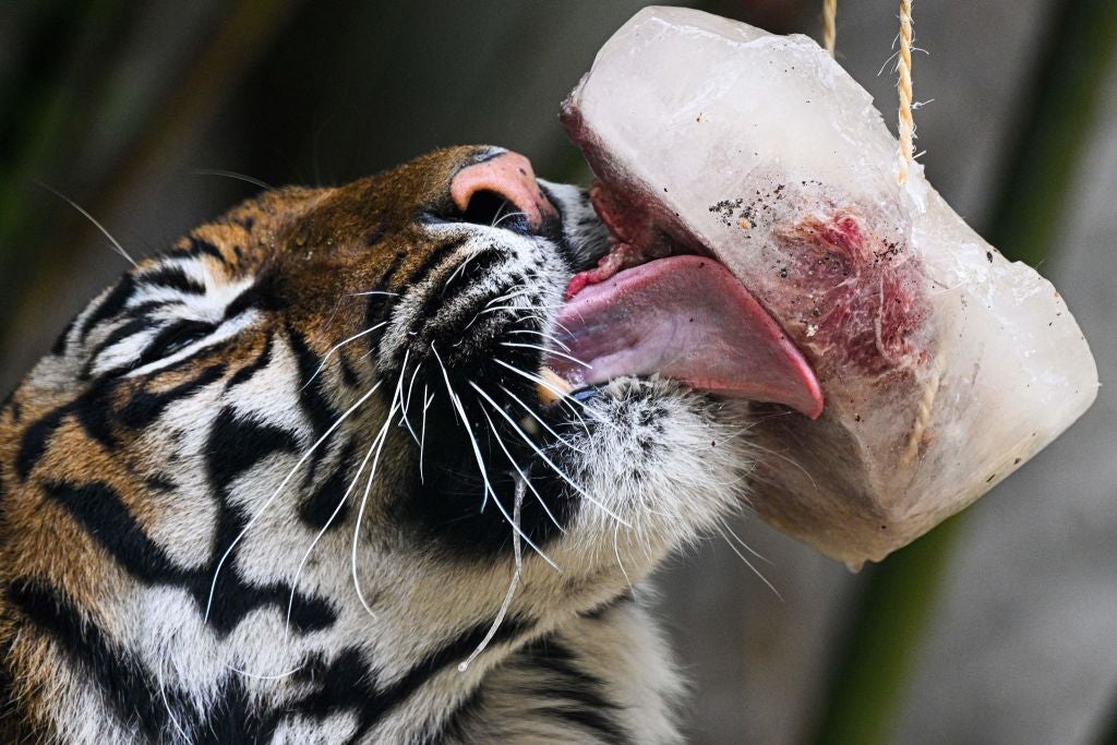 Meat popsicle, tiger-sized. Frozen blood and meat cools big cats off and takes a while to finish &mdash; and that's the point. 