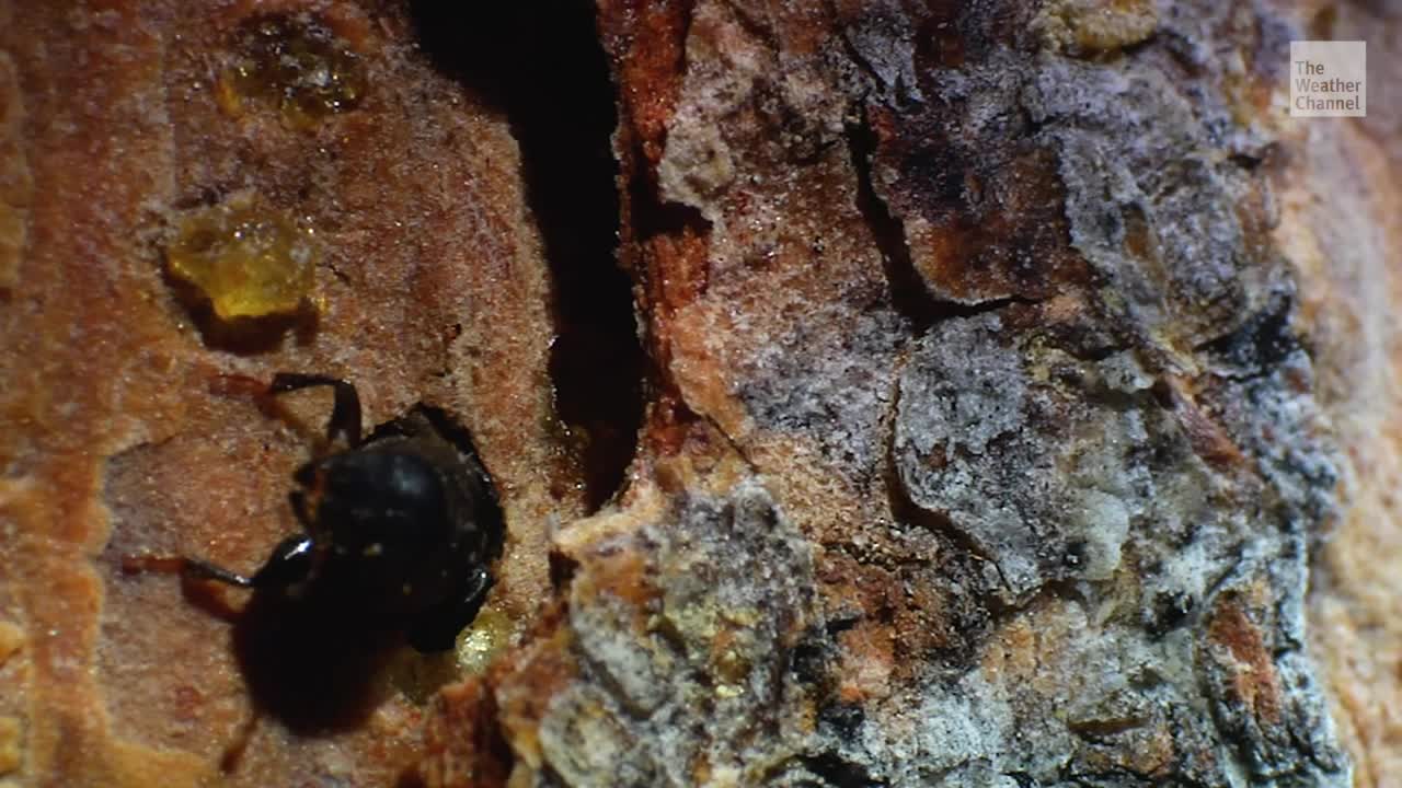 Tiny Bugs, Climate Change Killing Giant Sequoia Trees in California