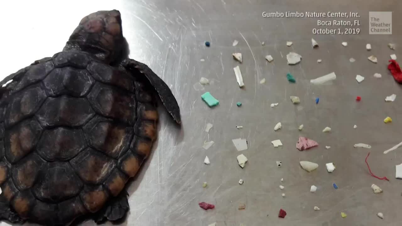 Tiny Turtle Dies After Eating 104 Pieces of Plastic in South Florida