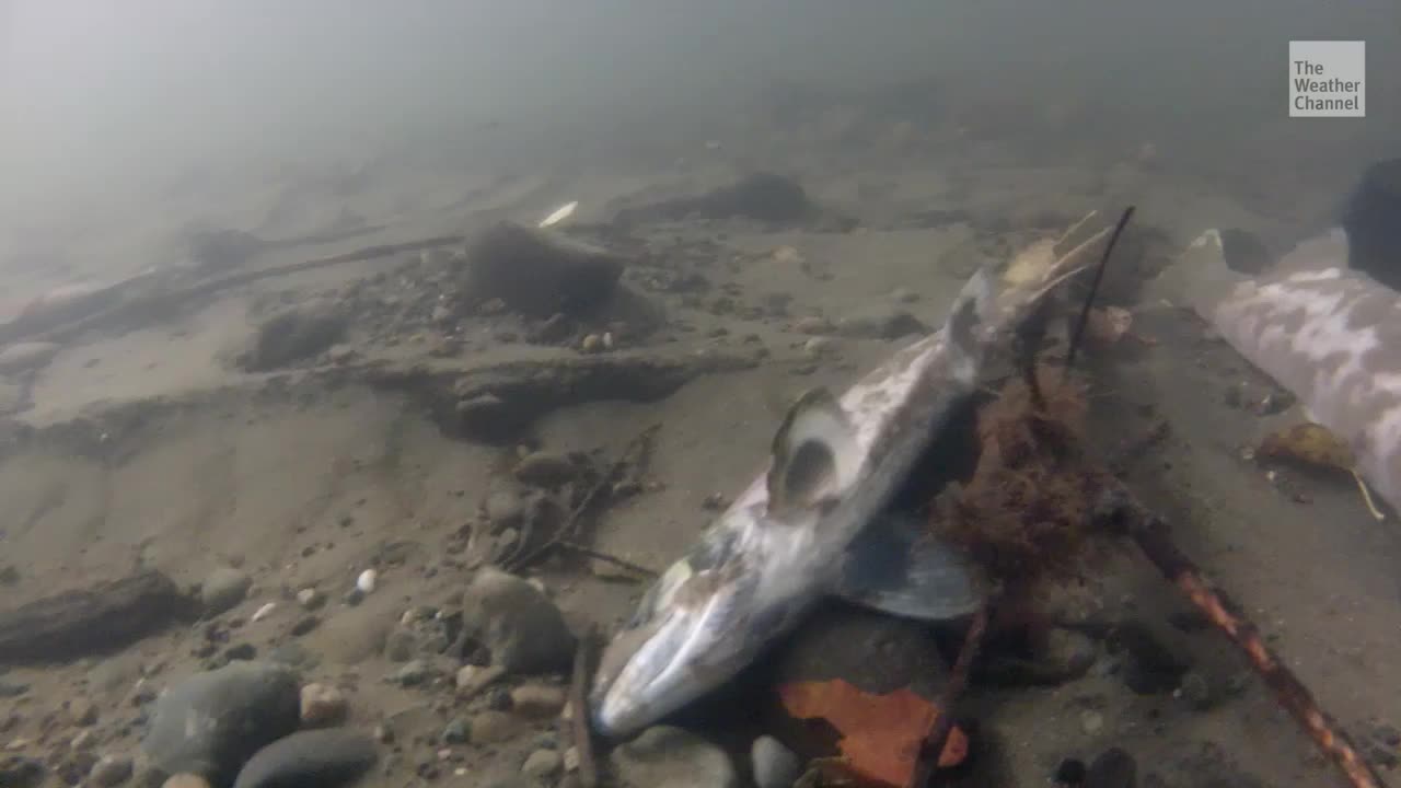 Tires Killing Salmon in the Pacific Northwest